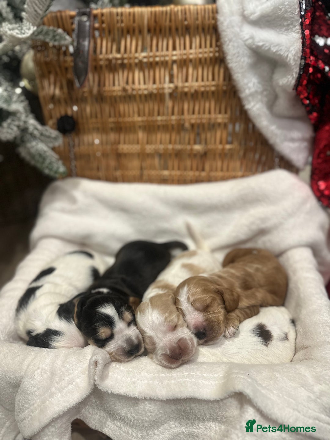 Cocker Spaniel dogs for sale: Show Type Cocker Spaniels Health Tested parent - Advert 4