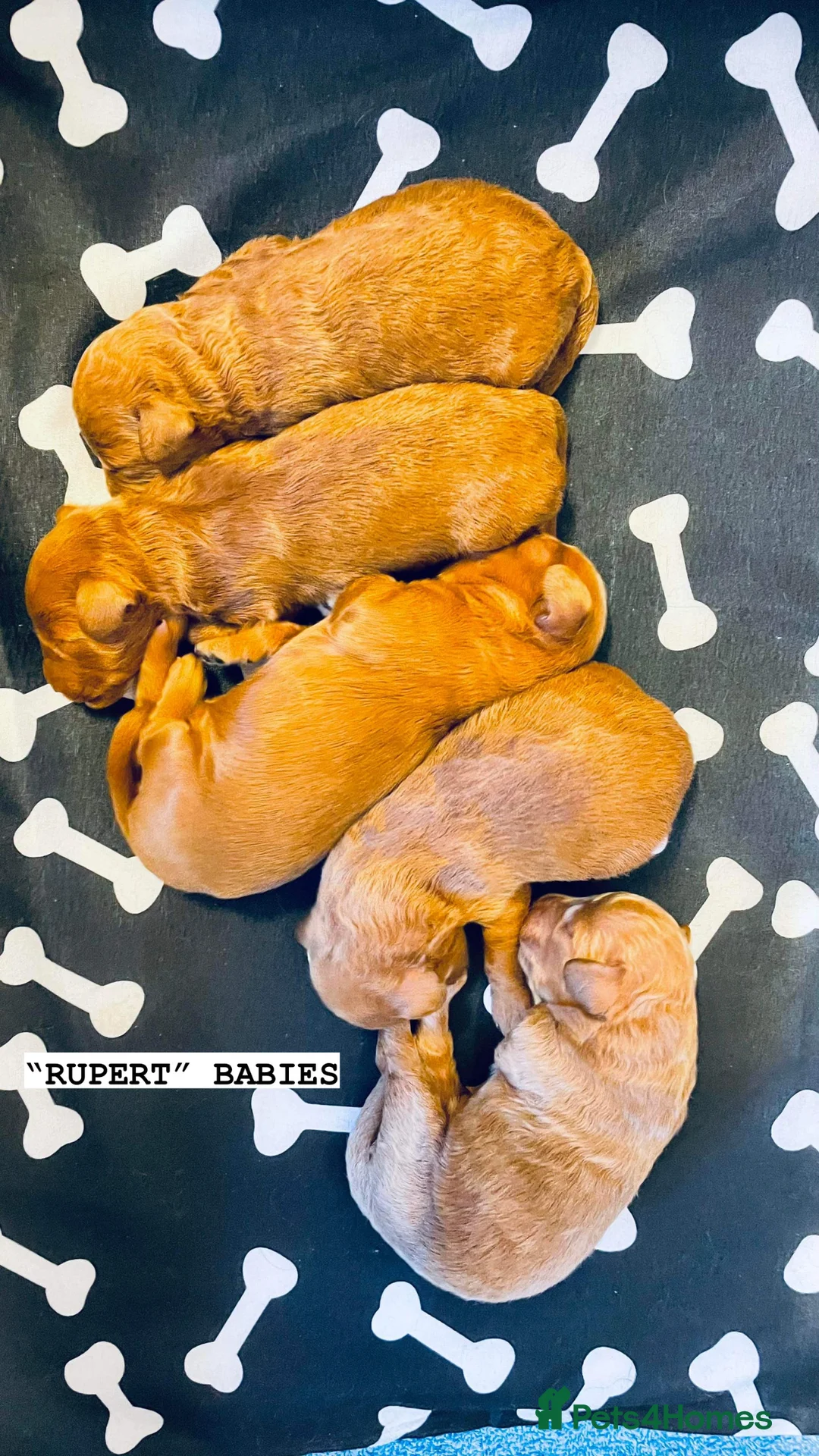 Poochon dogs for stud: KC RED TOY POODLE STUD - Advert 10