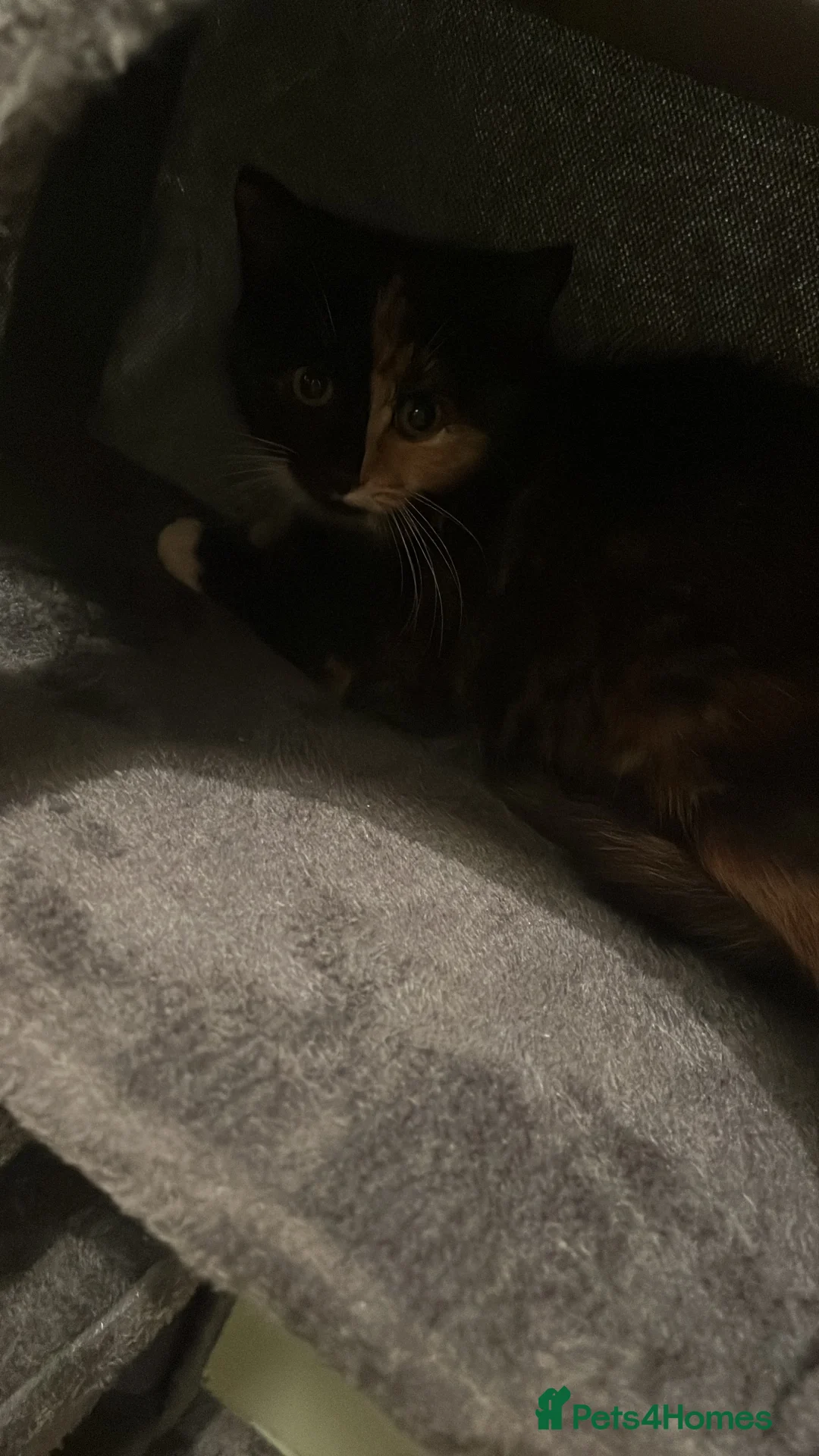 Ragdoll cats for sale: 2 female half ragdoll kittens  - Advert 3