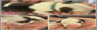 Mixed Breed Blue Collar