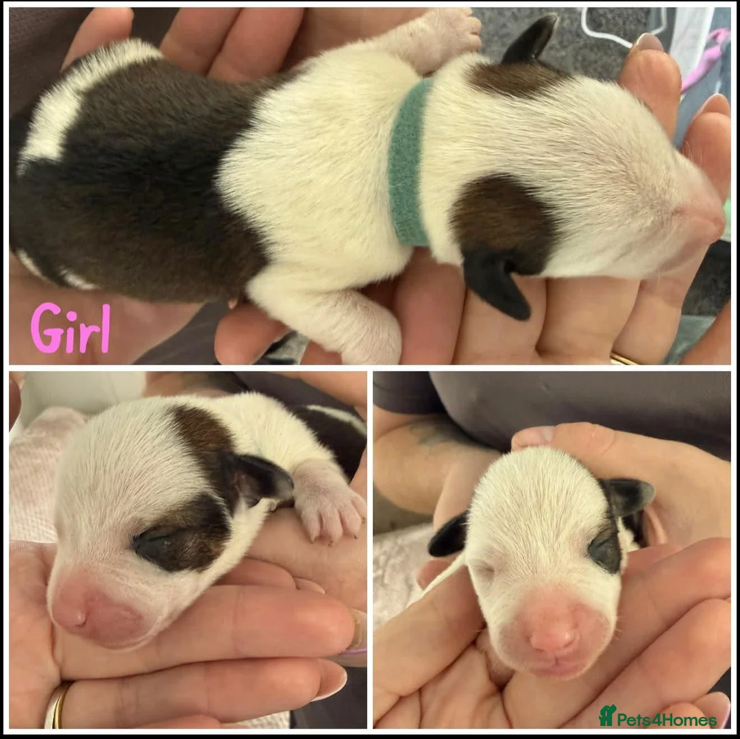 Mixed Breed dogs for sale: Border Collie X &  Jack Russell Pups in Stourport-on-Severn - Advert 9