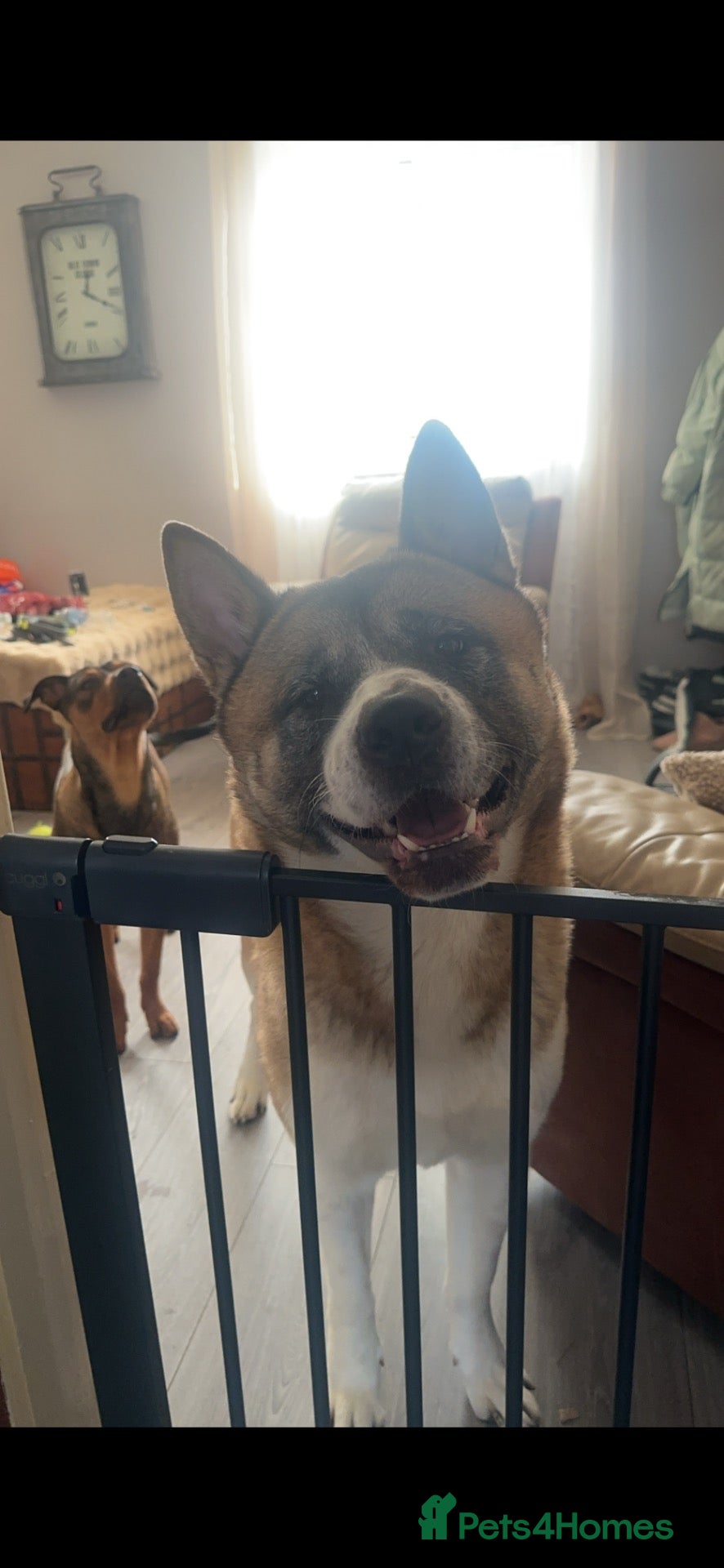 Mixed Breed dogs Akita Pups - Advert 8