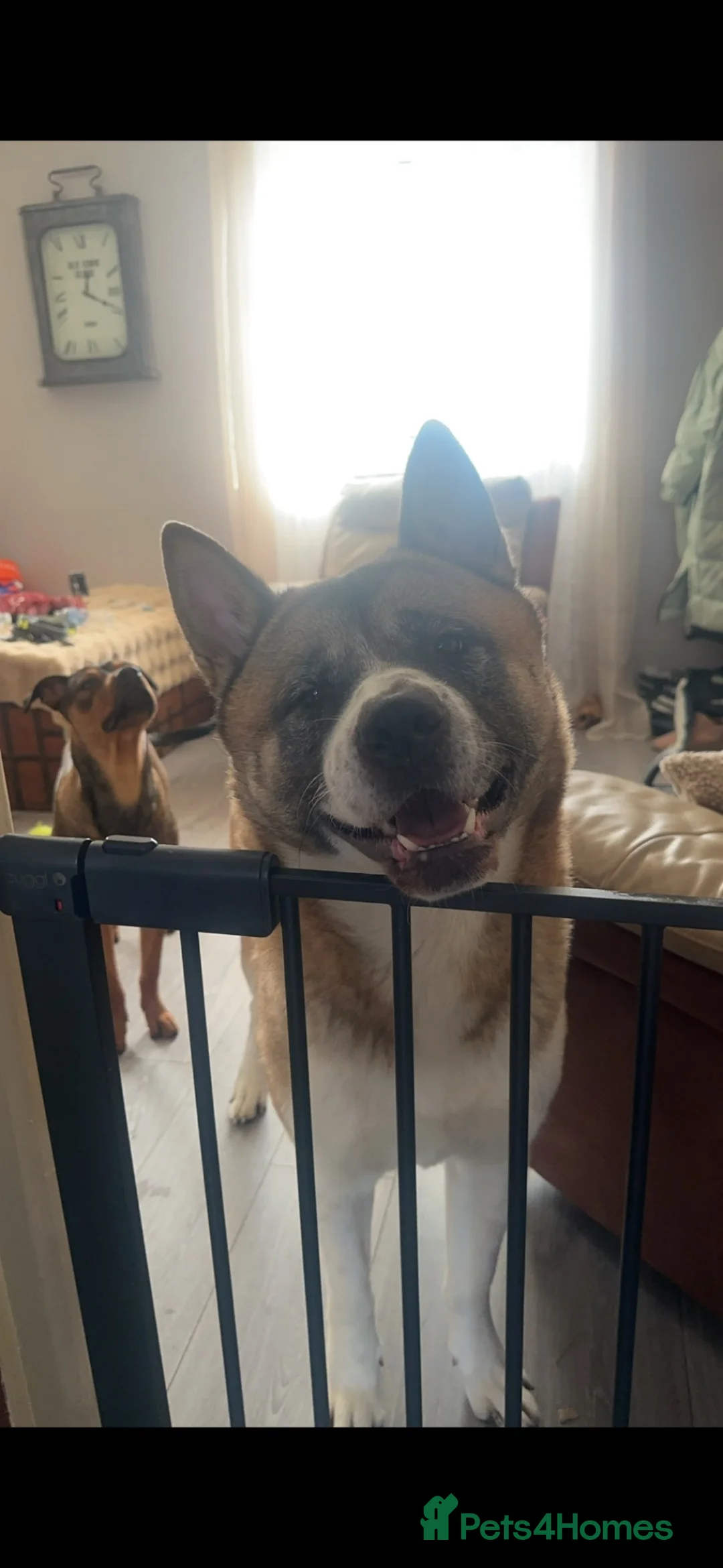 Mixed Breed dogs for sale: Akita Pups - Advert 1
