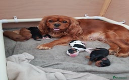 Cavalier King Charles Spaniel dogs for sale: 2 Cavalier king Charles puppies left - Image 1