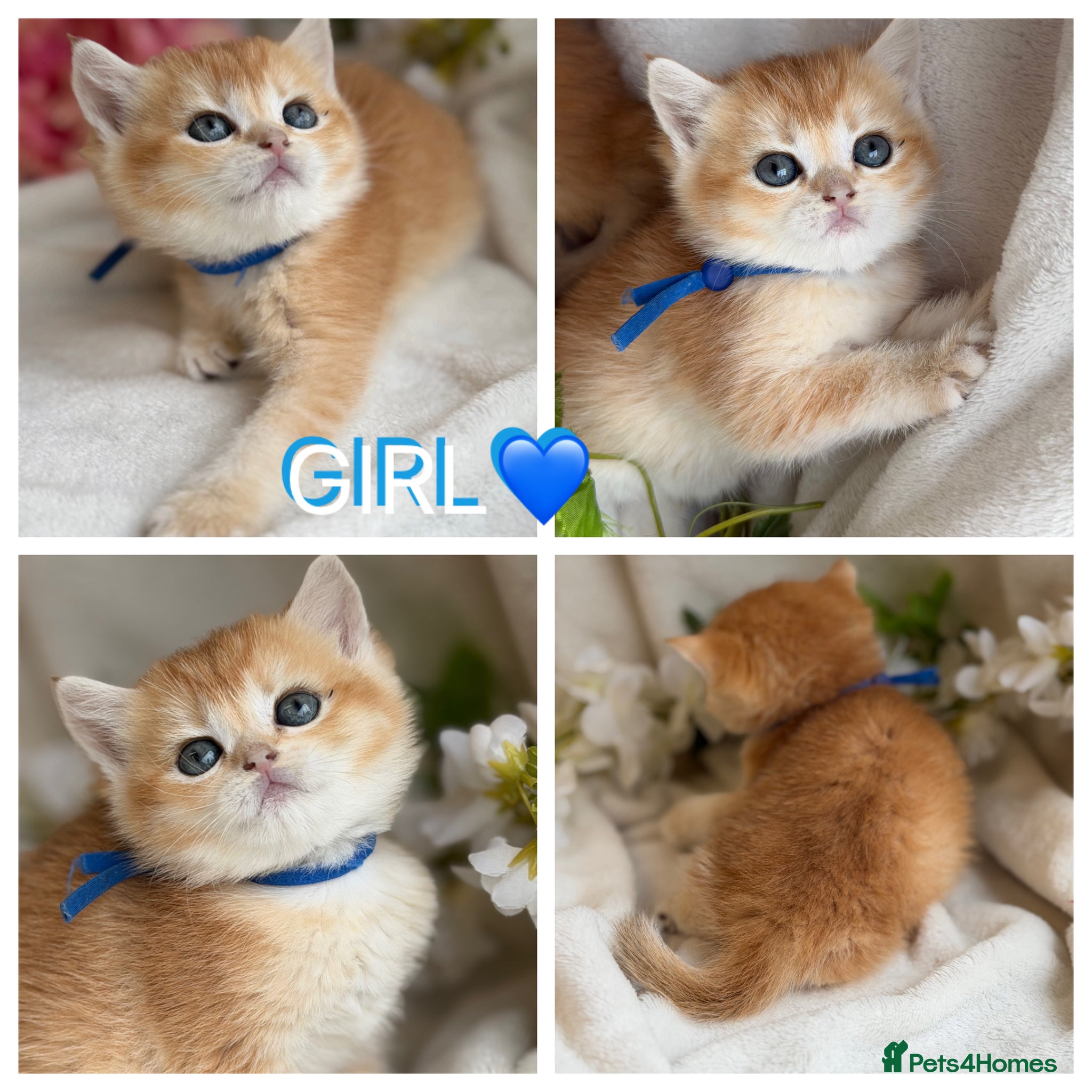 British Shorthair cats British sh odd eyed golden adorable kitten GCCF  - Advert 7