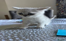 Scottish Fold cats for sale: 4 Scottish Straight Boys  - Image 24