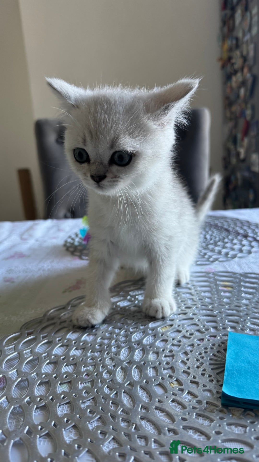 Scottish Fold cats for sale: 4 Scottish Straight Boys  - Image 24