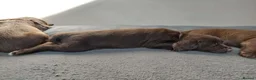 Sprocker dogs for sale: Sprocker ( Springer x Cocker ) pups for sale - Advert 9