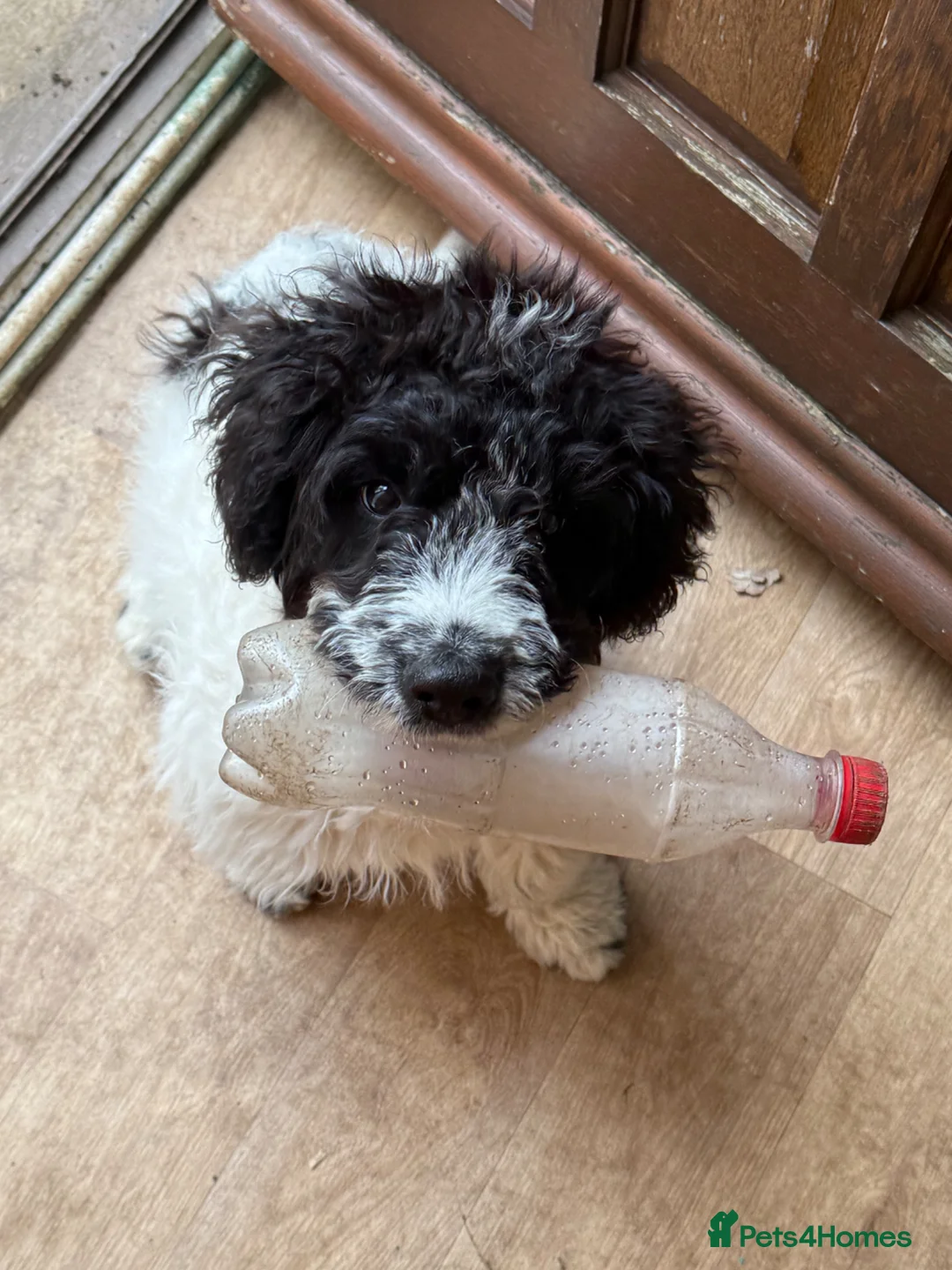 Mixed Breed dogs for sale: Cockerdale x patterdale terrier  in Doncaster - Advert 2