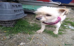 Mixed Breed dogs for adoption: Meet Snowy, currently residing in Crawley - Image 9
