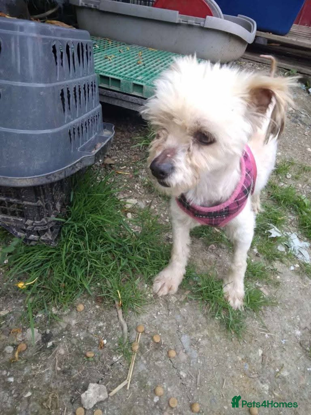 Mixed Breed dogs for adoption: Meet Snowy, currently residing in Crawley - Image 9