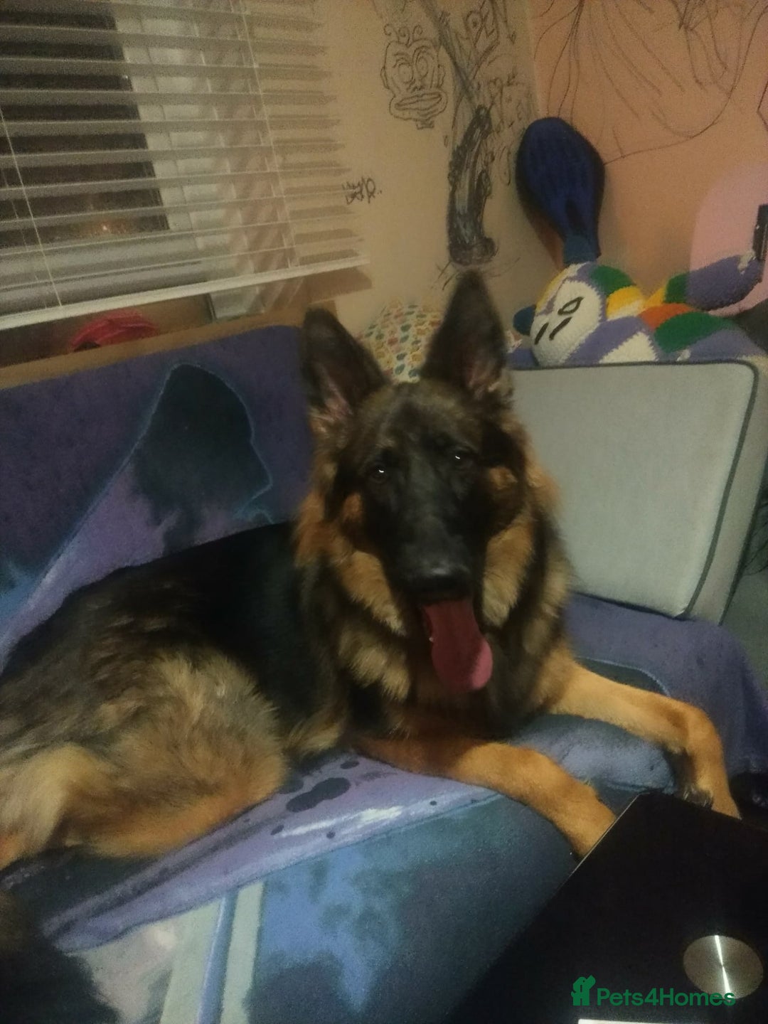 German Shepherd dogs for sale: German shepherd 10 months old - Advert 3