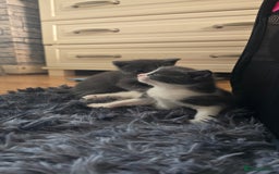 European cats for sale: beautiful kittens - Image 2