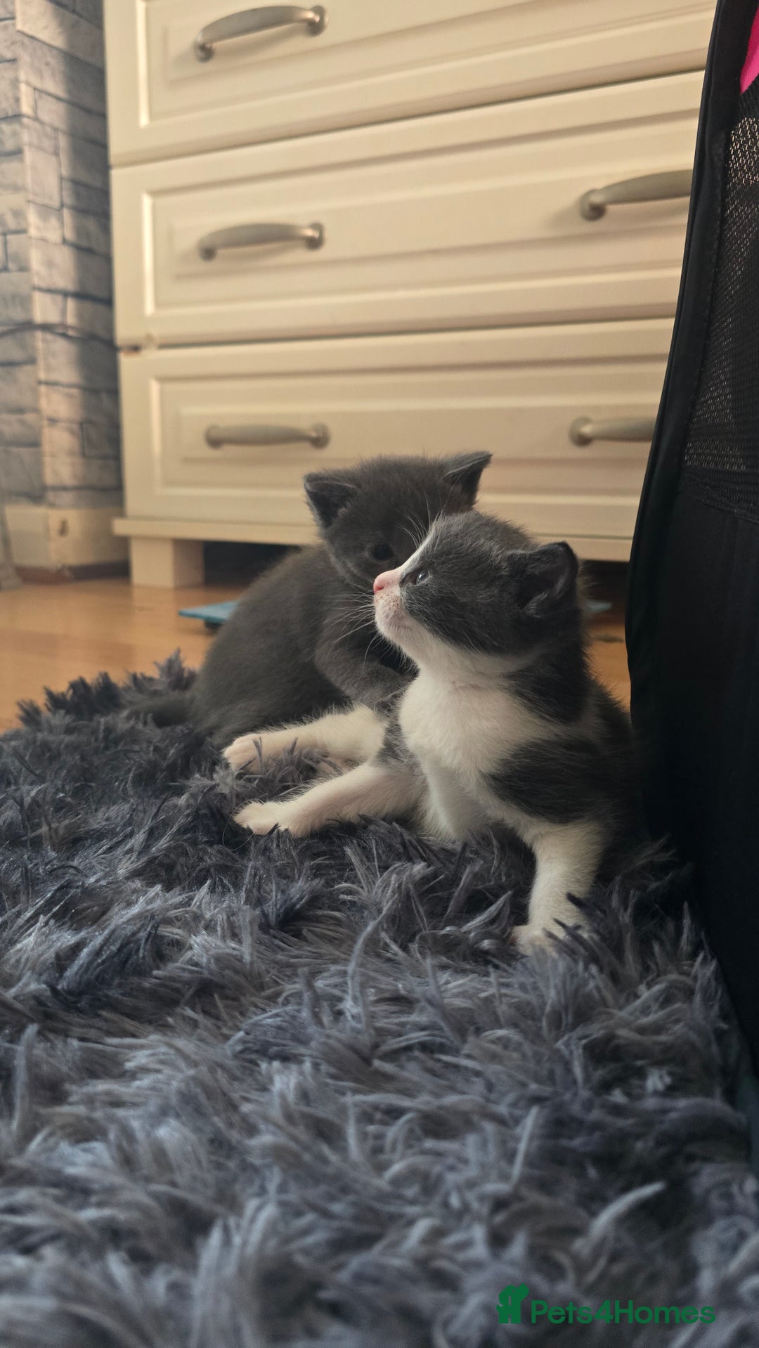 European cats for sale: beautiful kittens - Image 2