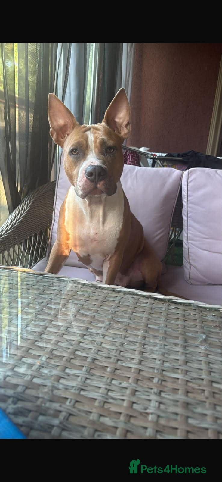 American Bull Staffy dogs Female American Staffordshire terrier  - Advert 6