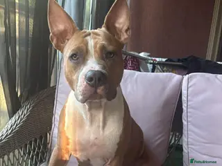 American Bull Staffy dogs Female American Staffordshire terrier - Advert 6