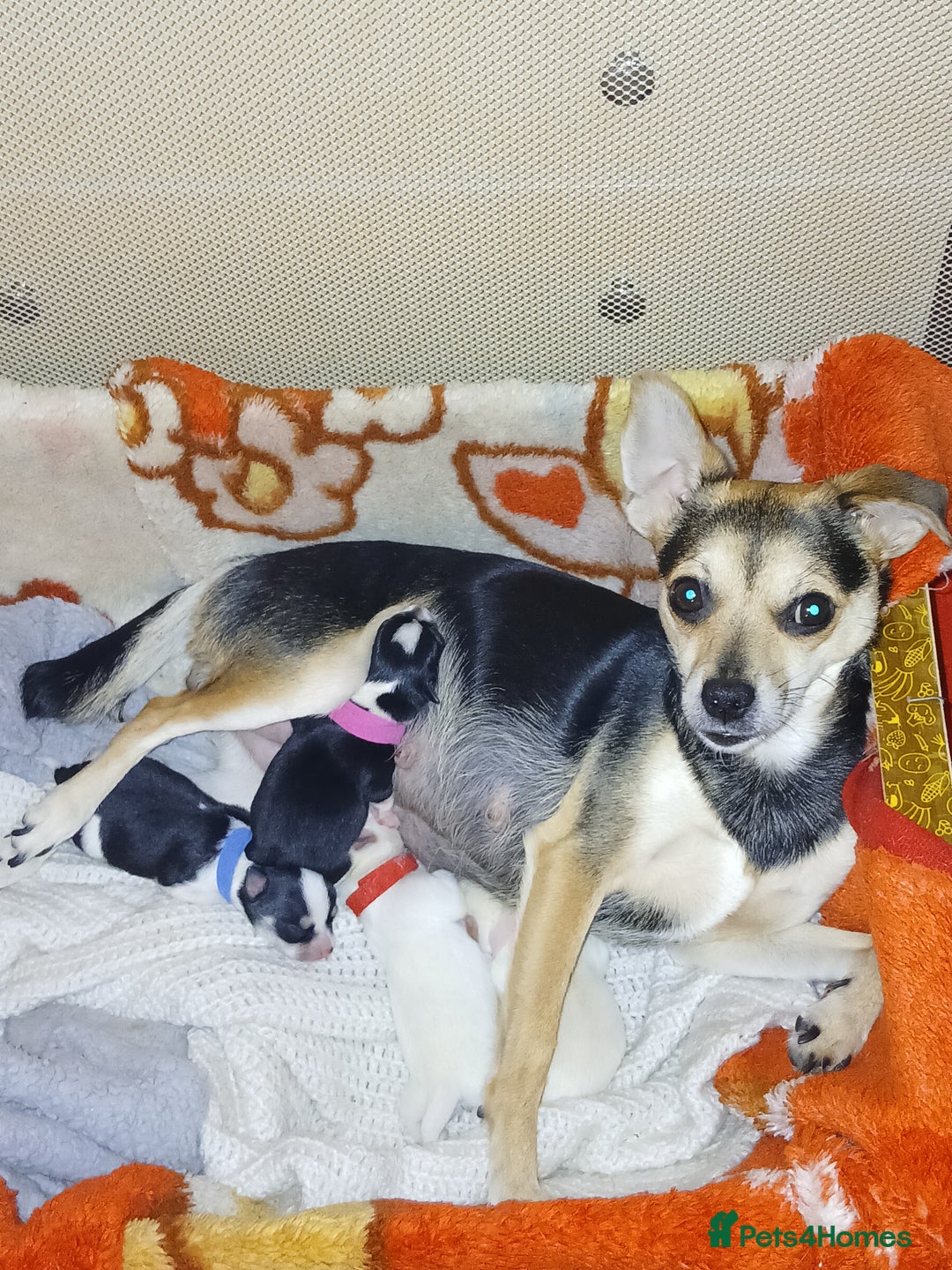 Chihuahua dogs for sale: Chihuahua puppys - Advert 12