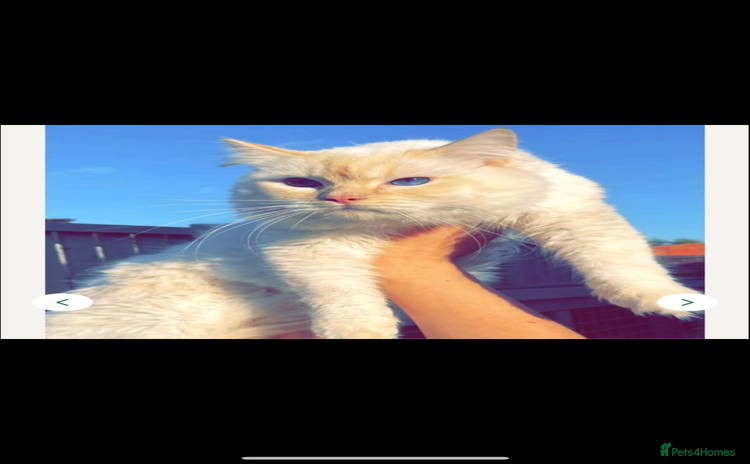 Ragdoll cats - Advert 14