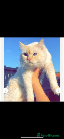 Ragdoll cats - Advert 14