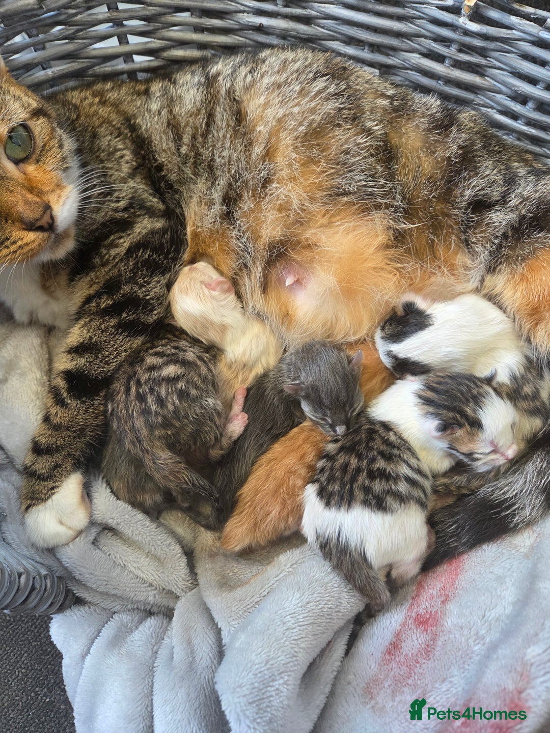 Mixed Breed cats for sale: 2 female 2 male kittens available - Advert 5