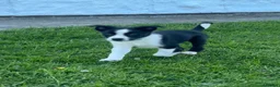 Border Collie dogs for sale: 5 beautiful, playful bordercollie puppies - Advert 8