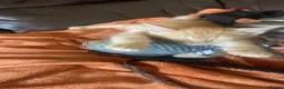 Domestic Shorthair cats for sale: Harry 💙 please read description  in Buxton - Advert 12