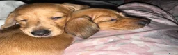 Miniature Dachshund dogs for sale: Beautiful miniature dachshund - Advert 11