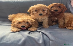 Cavapoo dogs for sale: Cavapoo puppy’s  - Image 10