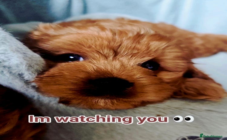 Cavapoo dogs - Advert 16
