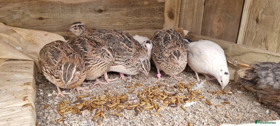 Quail poultry for sale: 🐣 Live Coturnix Jumbo Quail for Sale - Advert 1