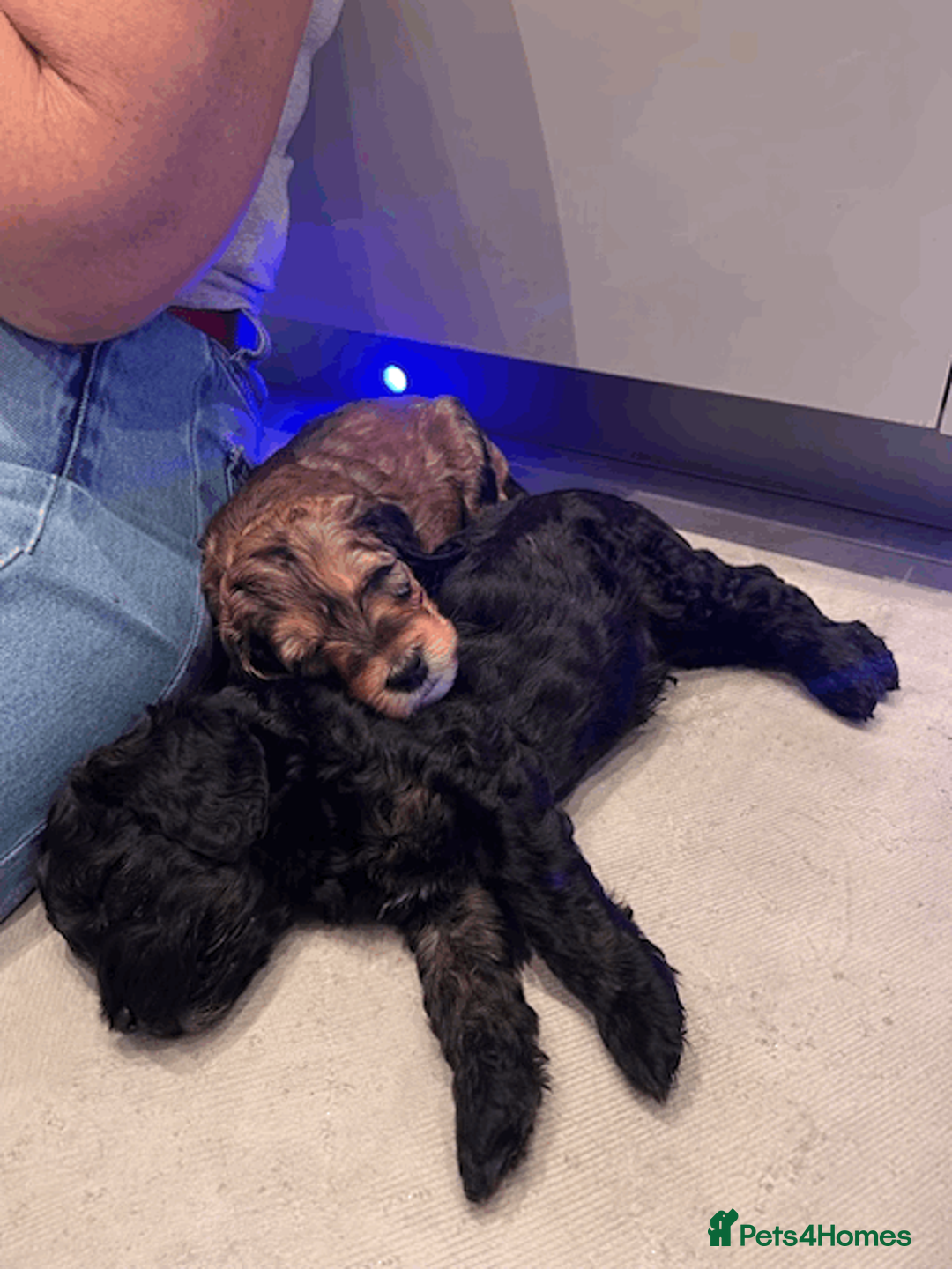 Cockapoo dogs for sale: Great temperament, two cockapoo's - Advert 4