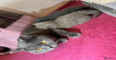 British Shorthair cats - Advert 16