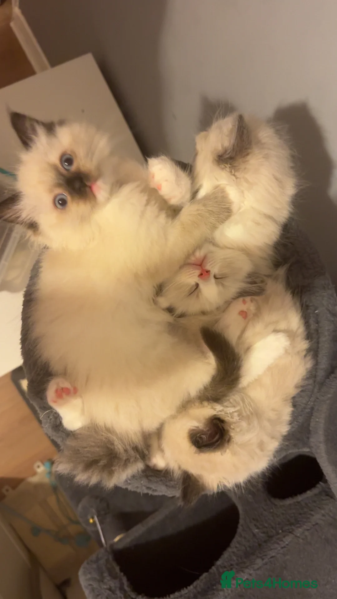 Ragdoll cats for sale: Adorable Pure Breed Ragdoll Kittens ❤️ - Advert 5