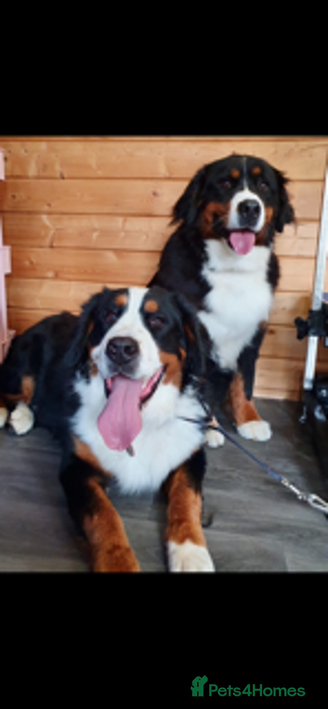 Bernese Mountain Dog dogs for sale: Symphony flam KC Bernese Mountain Puppies - Advert 1