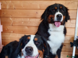 Bernese Mountain Dog dogs Symphony flam KC Bernese Mountain Puppies - Advert 1