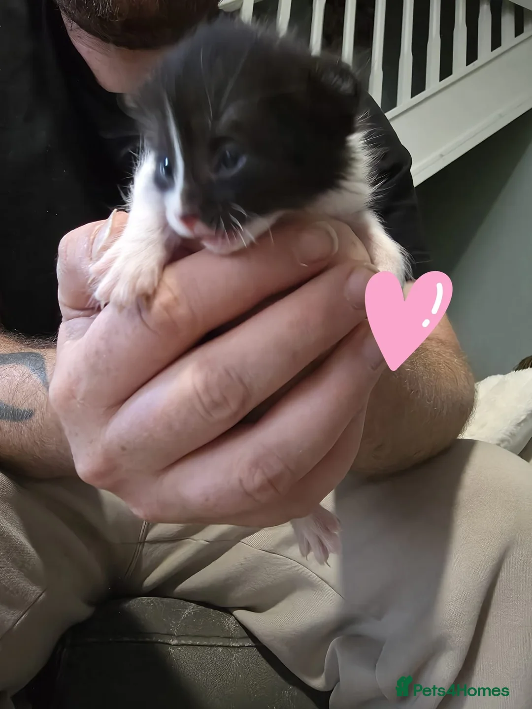 Mixed Breed cats for sale: Kittens for sale  - Advert 7