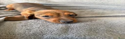 Miniature Dachshund dogs for sale: Beautiful wire miniature dachshund puppies 4 sale - Advert 19