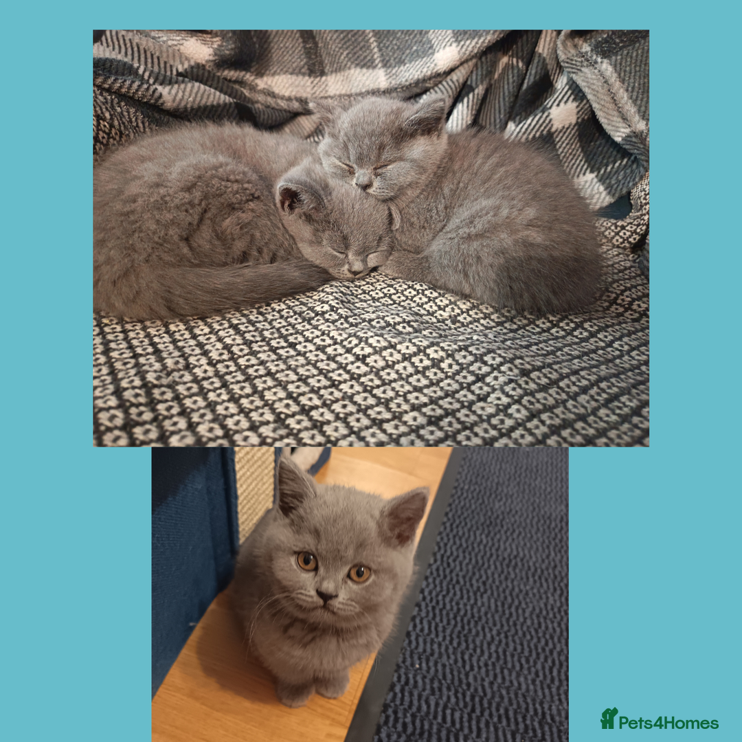 British Shorthair cats for sale: British Shorthair Kittens –Available now - Advert 3