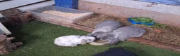 French Lop rabbits for sale: French lop bunnies - Advert 10