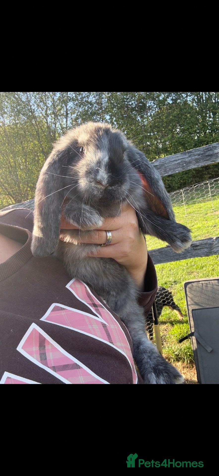 French Lop rabbits 💕Stunning pure bred French lops 💕 - Advert 18