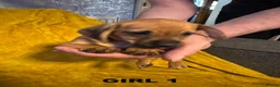 Chiweenie dogs for sale: DACSHUND CROSS CHIHUAHUA PUPPYS  - Advert 7