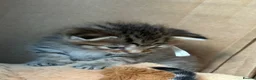 Norwegian Forest Cat cats for sale: 3 stunning half Norwegian kittens left - Advert 35