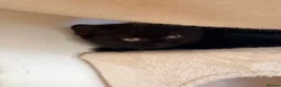 British Shorthair cats for sale: ❤️ OUR BEAUTIFUL BRITISH SHORTHAIR KITTENS ❤️ - Advert 11