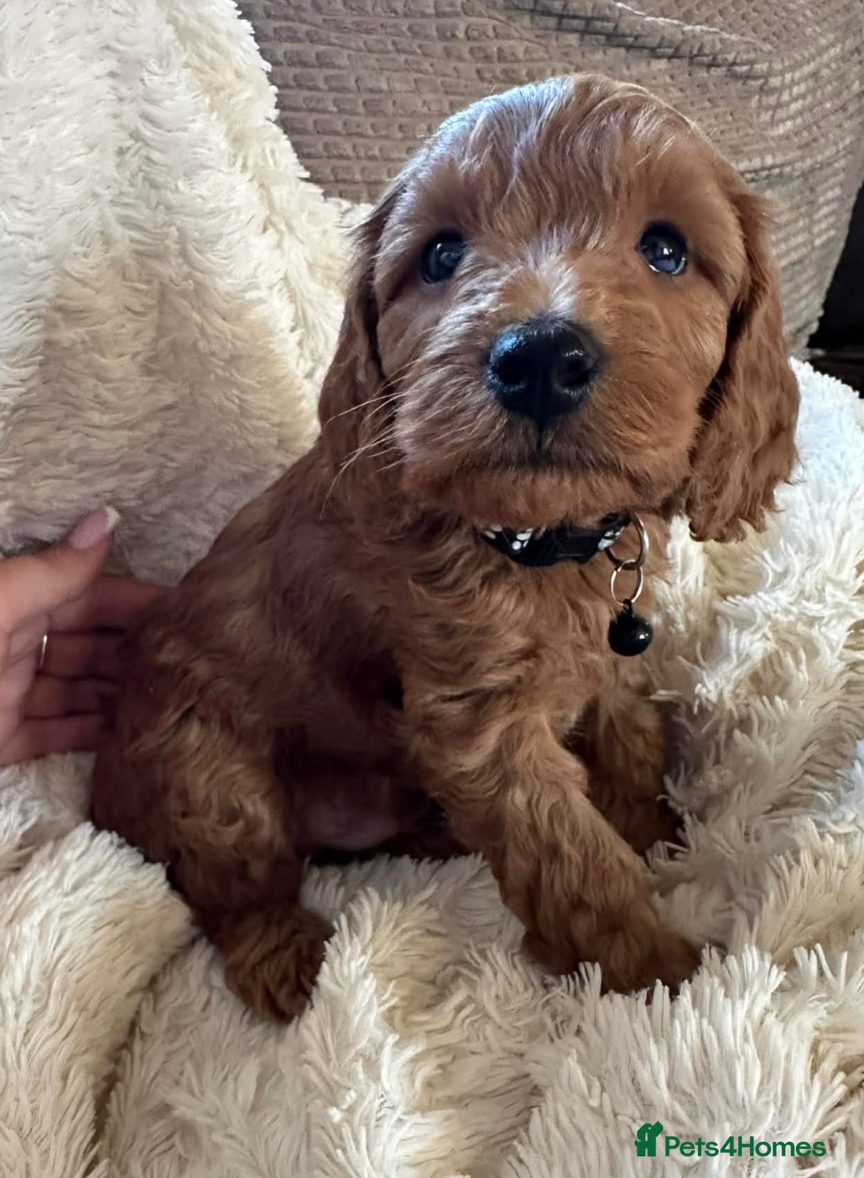 Cockapoo dogs Gorgeous F1b cockapoo puppies  - Advert 12