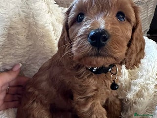 Cockapoo dogs Gorgeous F1b cockapoo puppies - Advert 9