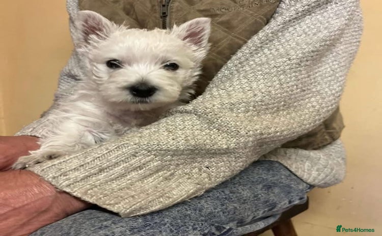 West Highland Terrier dogs - Advert 5