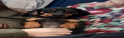 Dachshund dogs for sale: Beutiful black and tan dachshund - Advert 1