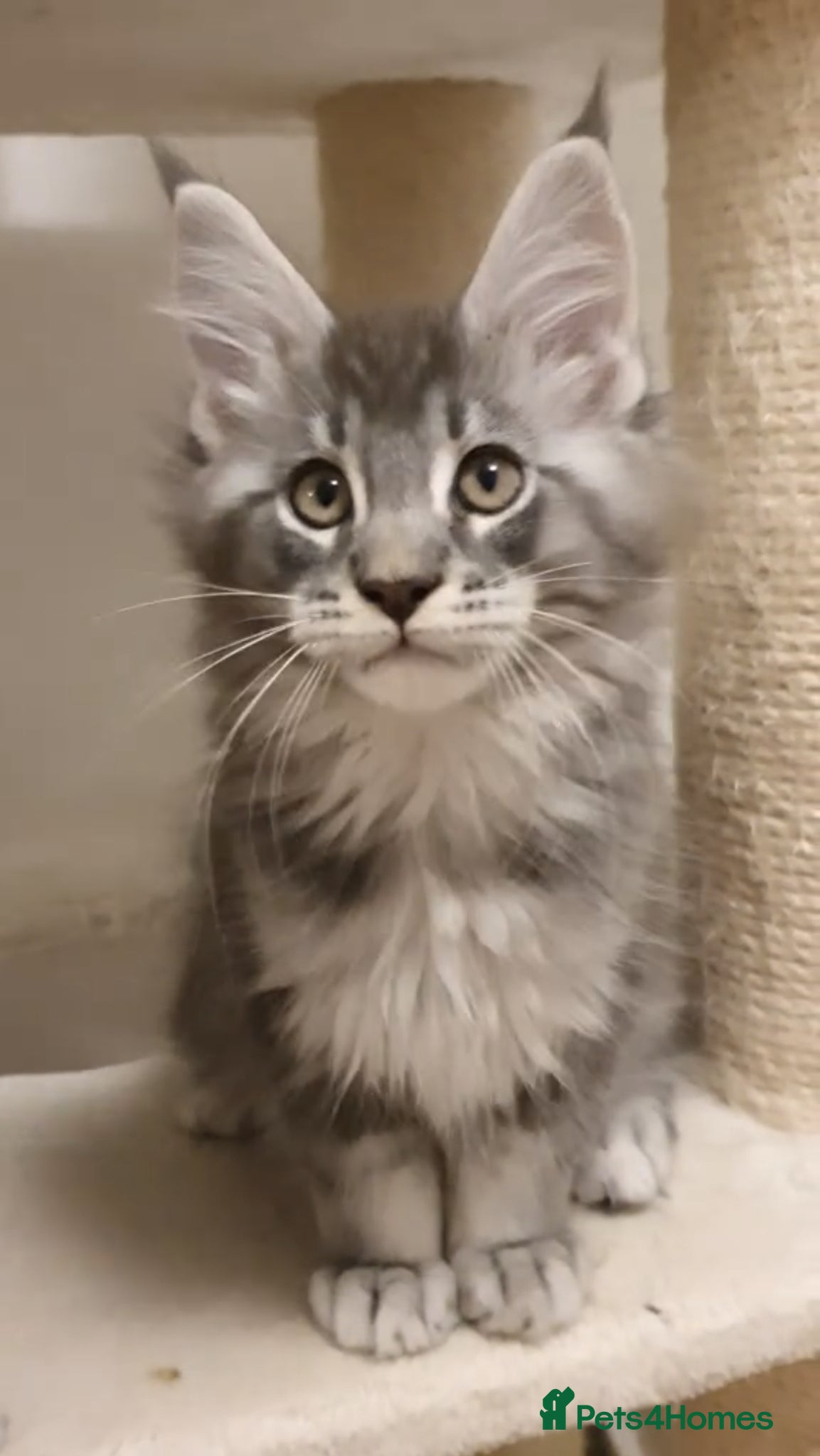 Maine Coon cats 🏅GCCF🏅 pure maine coon kittens  - Advert 17