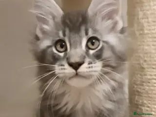 Maine Coon cats 🏅GCCF🏅 pure maine coon kittens - Advert 17