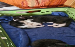 British Shorthair cats for sale: 2 beautiful black and white girls - Image 1